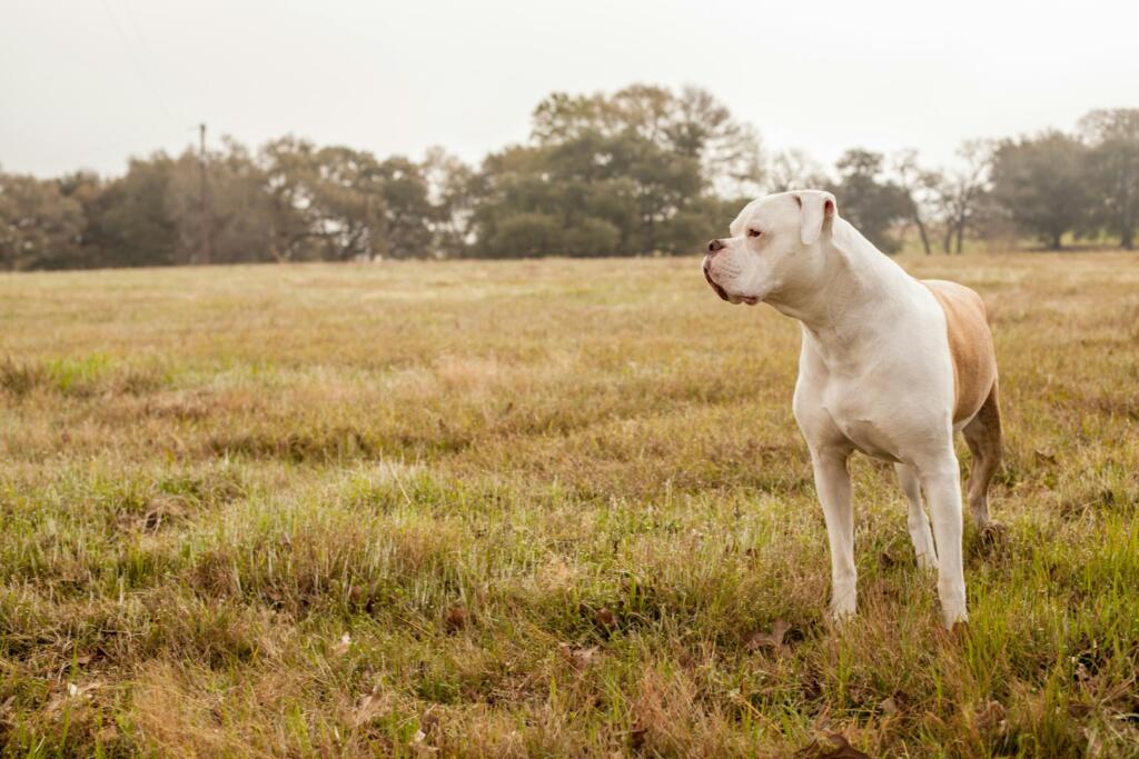 american bulldog