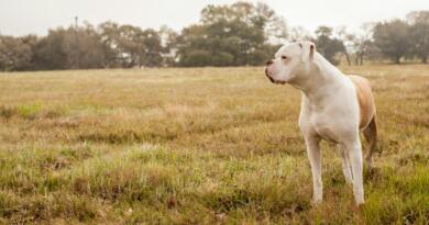 american bulldog