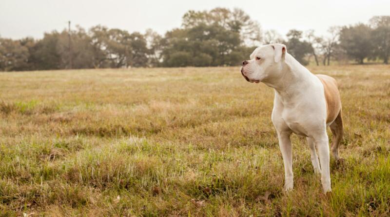 american bulldog