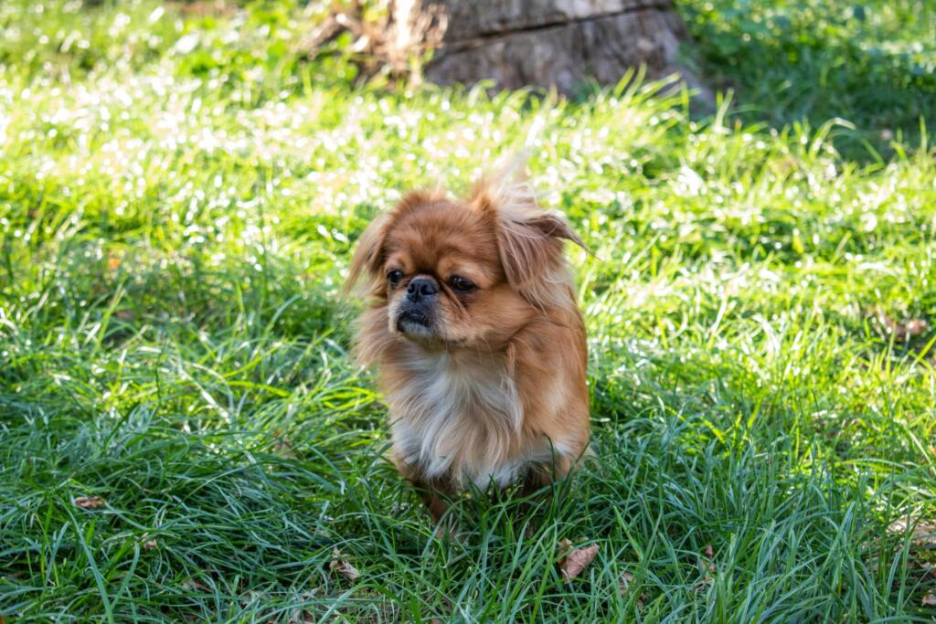 Tibetansk spaniel