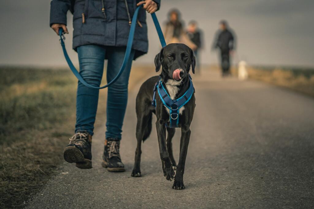 hundeselerhundeseler