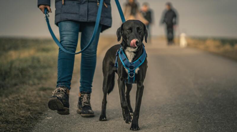 hundeselerhundeseler