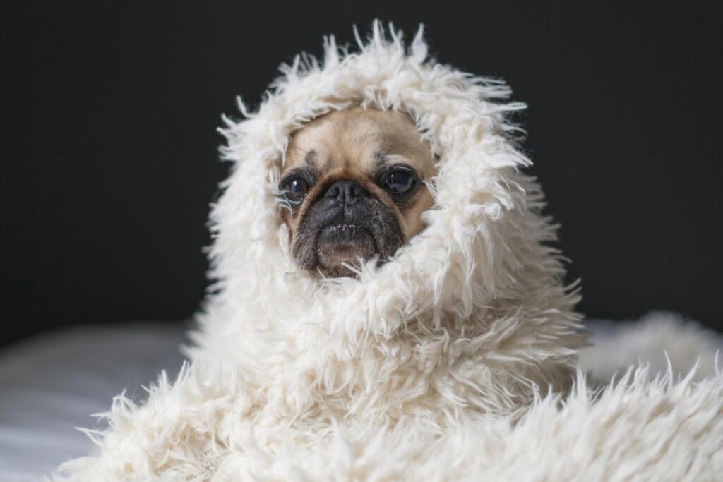 Hundeforkølelse