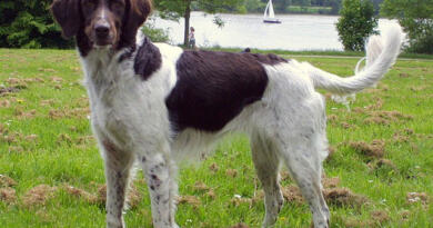 Kleiner Münsterländer