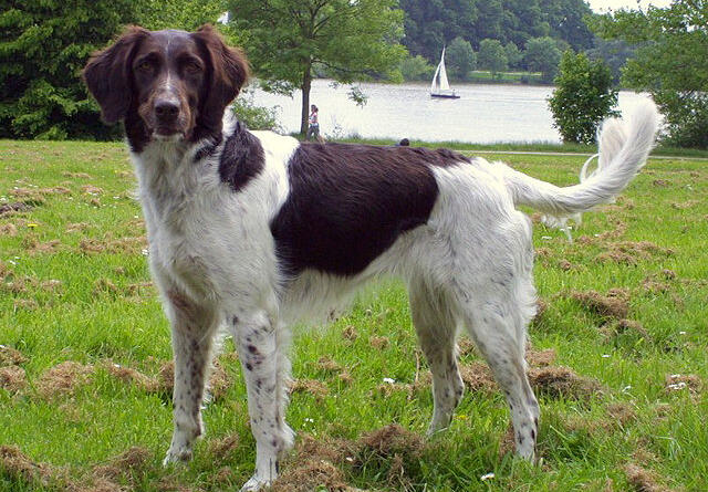 Kleiner Münsterländer