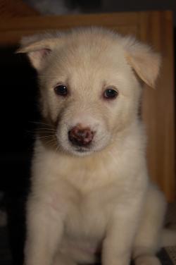 Lækre slædehundehvalpe sælges – & Hunderacer Racebeskrivelser af de mest populærer hunde
