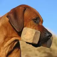 Hunden – din bedste træningsmakker