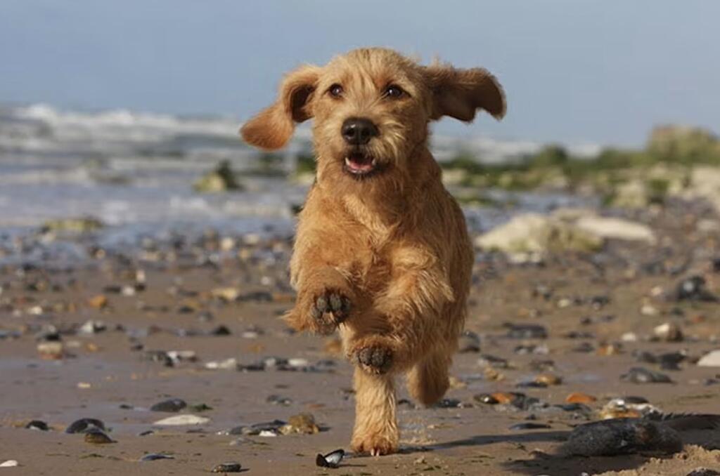 Basset Fauve de Bretagne