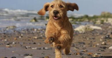 Basset Fauve de Bretagne