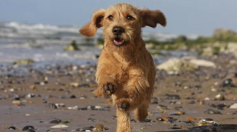 Basset Fauve de Bretagne