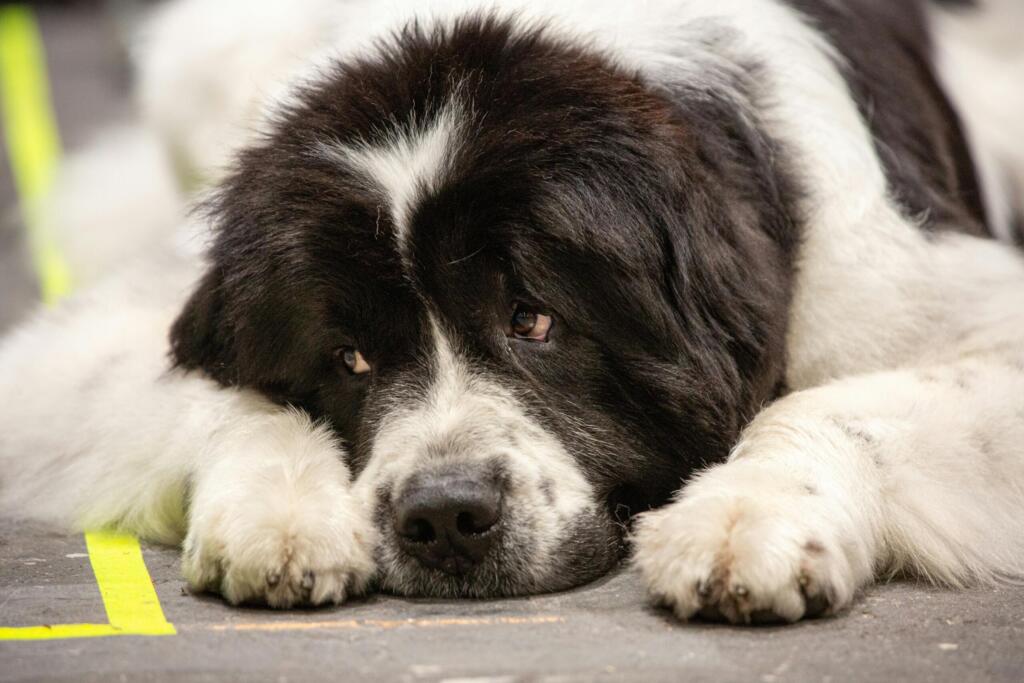 newfoundlænder