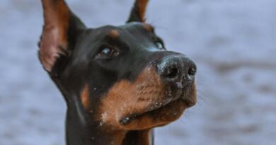 Dobermann