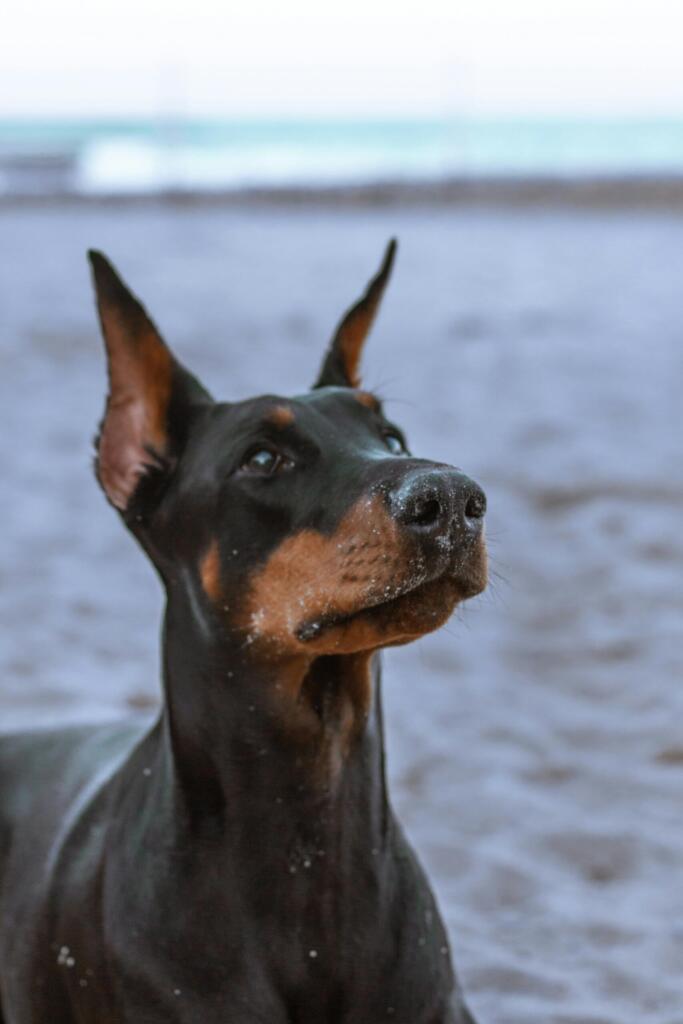 Dobermann