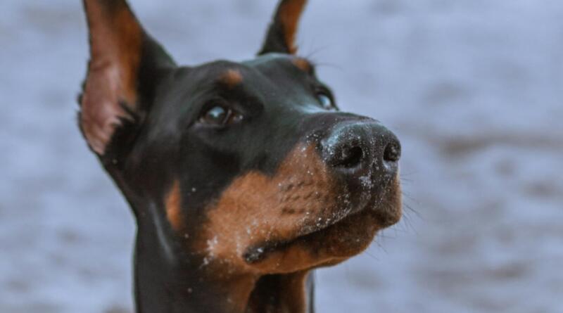 Dobermann