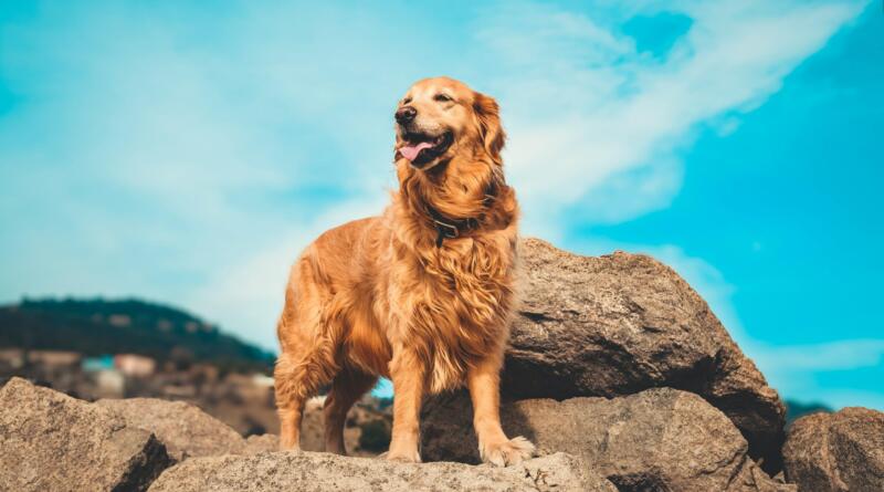 golden retriever