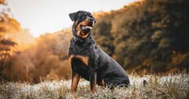 Rottweiler