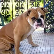 hunden