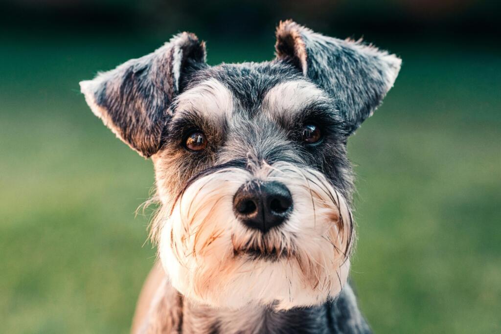 schnauzer