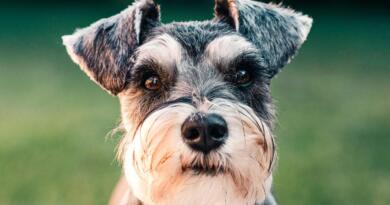 schnauzer