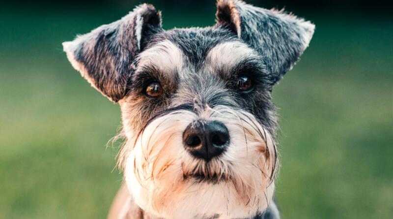 schnauzer