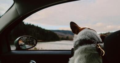 kæledyr med på ferie