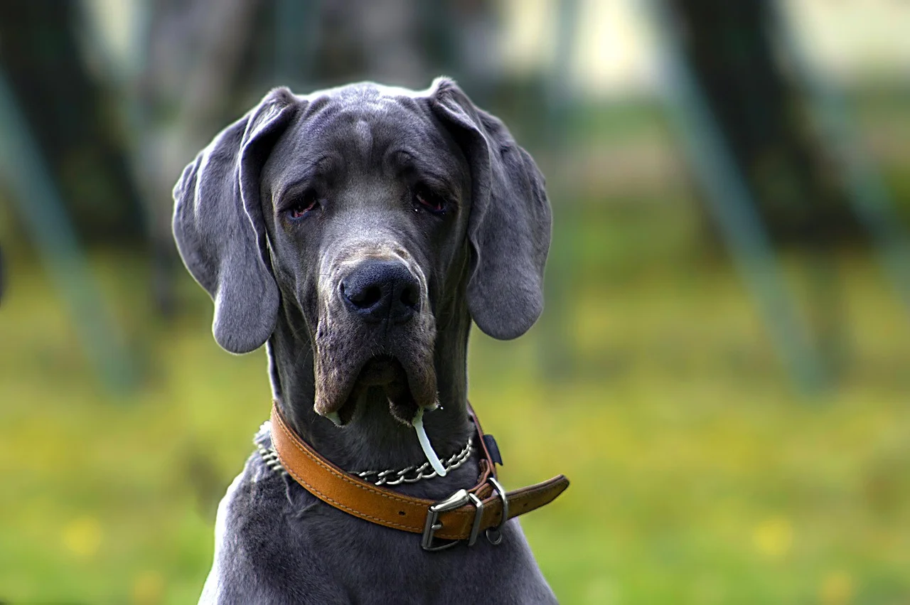 din hund til en sand fotomodel – Hunde & Hunderacer – Racebeskrivelser af de mest populærer