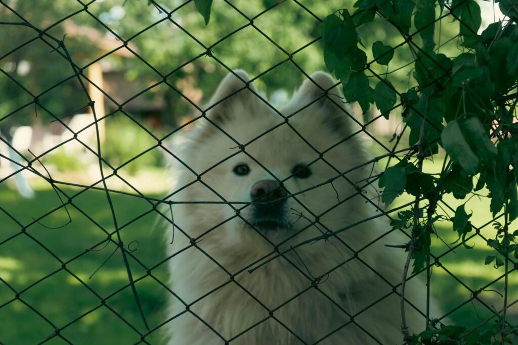 hunde indhegning