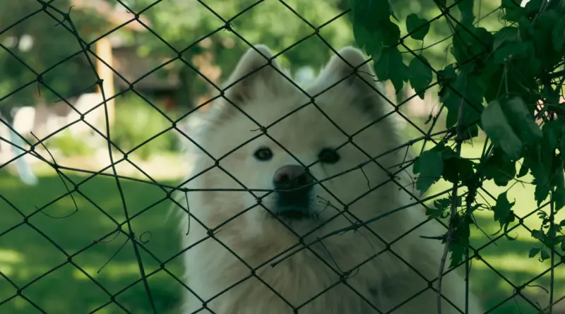 hunde indhegning