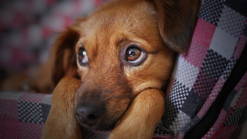 Sover din hund i sengen sammen med dig?