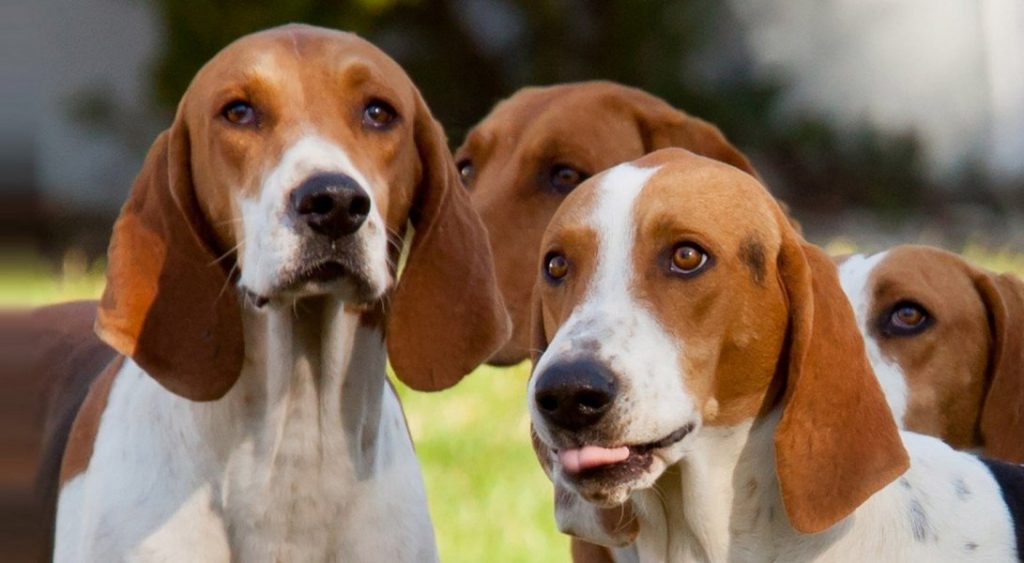 American Foxhound