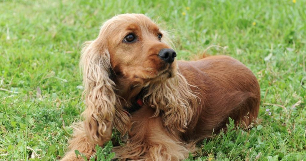 Engelsk Cocker Spaniel