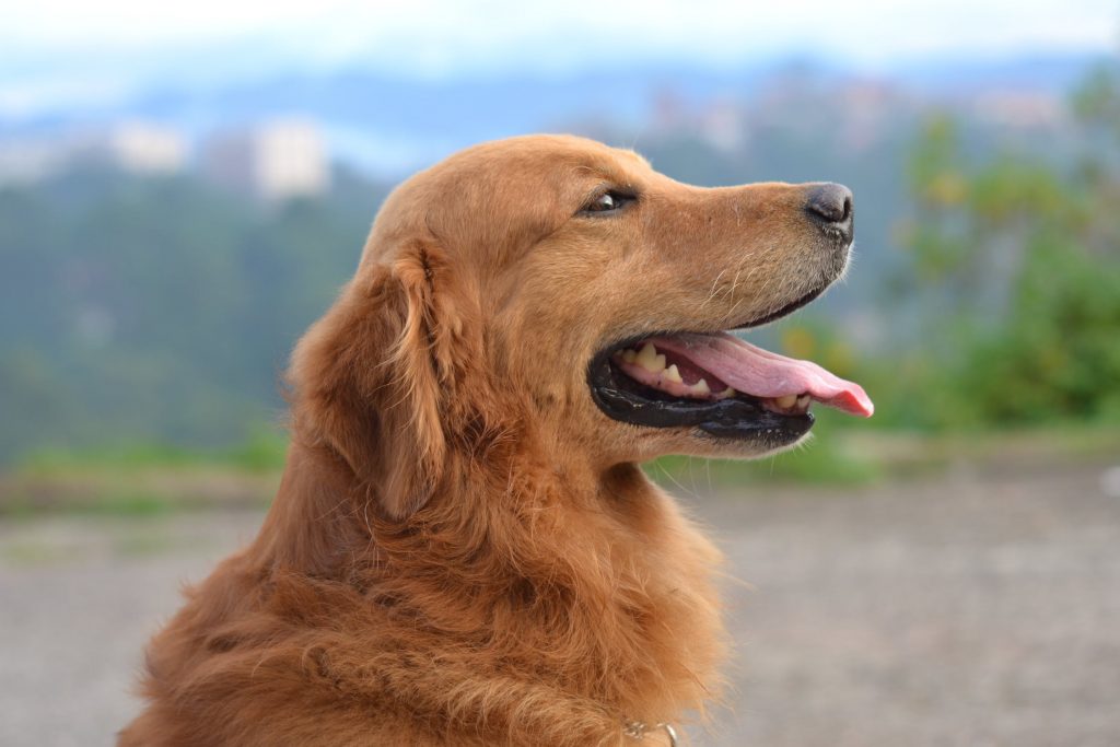 Prøv disse online hundespil og bliv endnu klogere på din hund