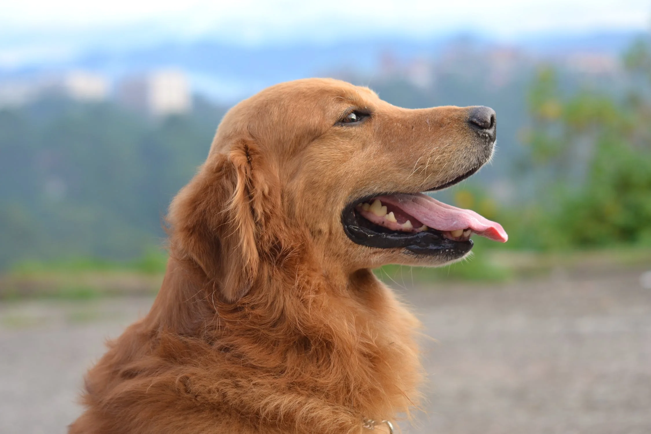 Svaghed hæk Mange farlige situationer Vælg hundefoder efter hundens race – Hunde & Hunderacer – Racebeskrivelser  af de mest populærer hunde