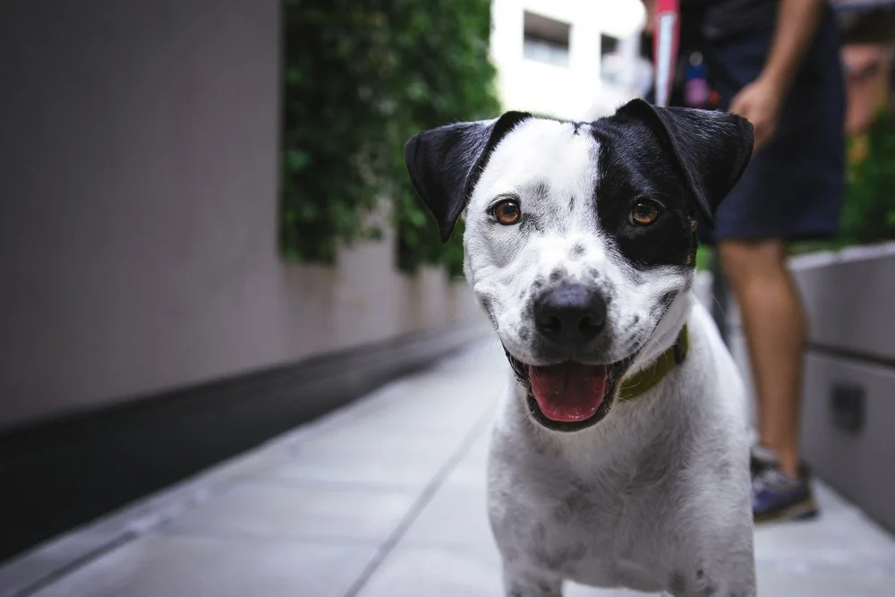 Fordele ulemper ved at adoptere en – Hunde & Hunderacer – Racebeskrivelser af mest populærer hunde