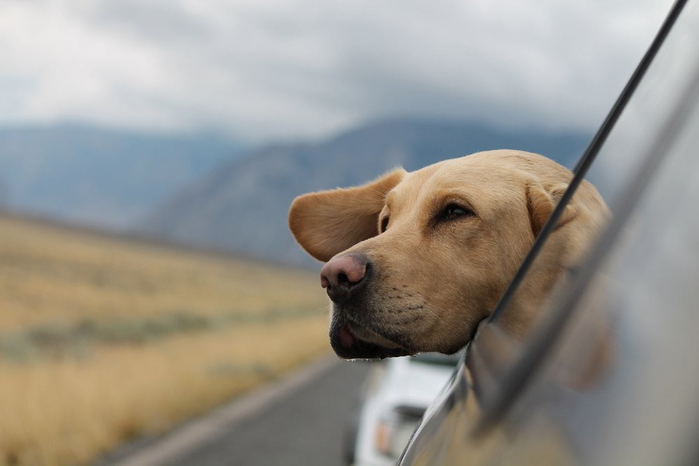 Sådan kan du tage din hund med på rejsen