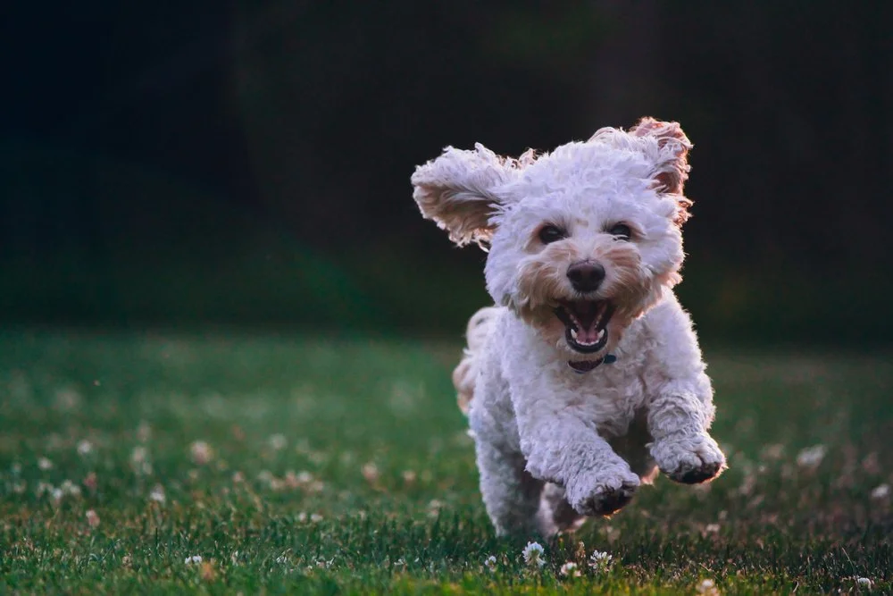 Allergivenlig hund – Hunde Hunderacer – Racebeskrivelser af de mest hunde