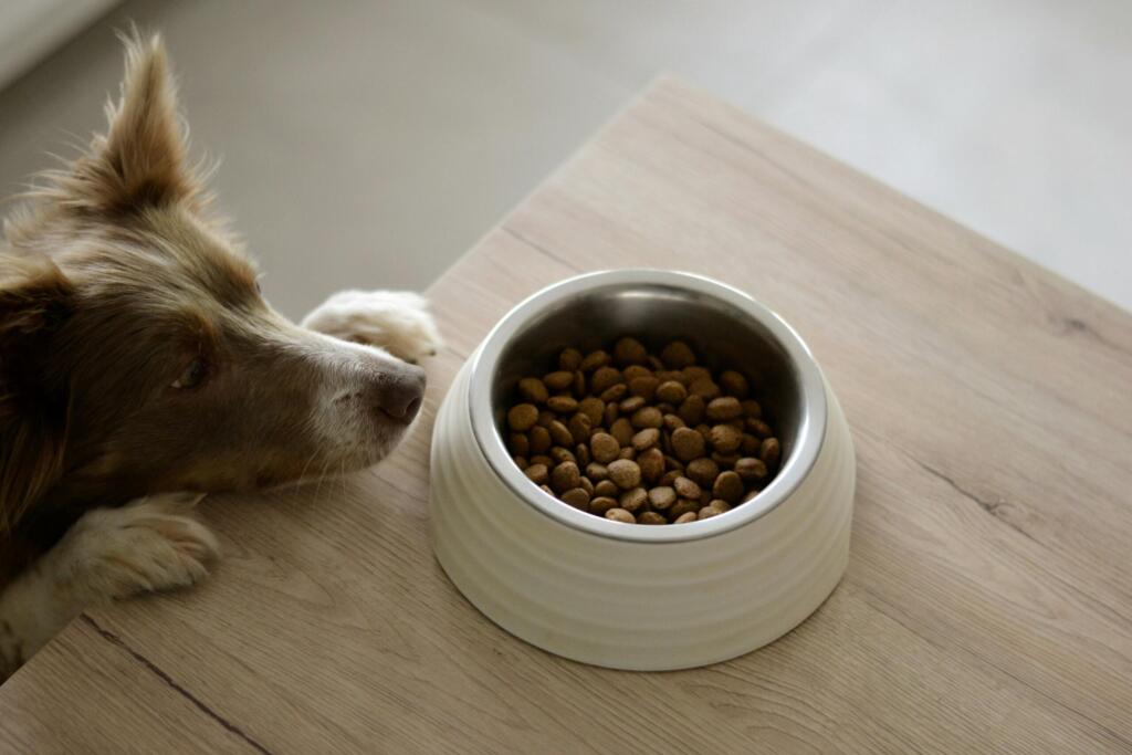 bedste hundemad