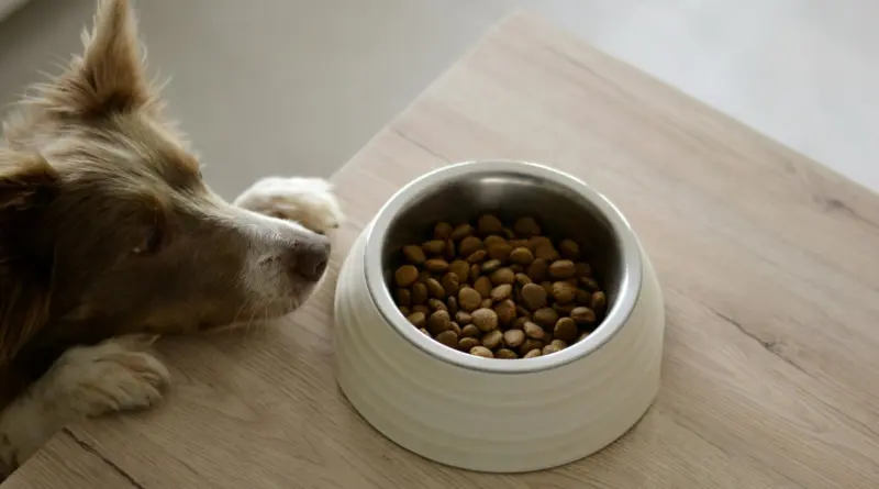 bedste hundemad