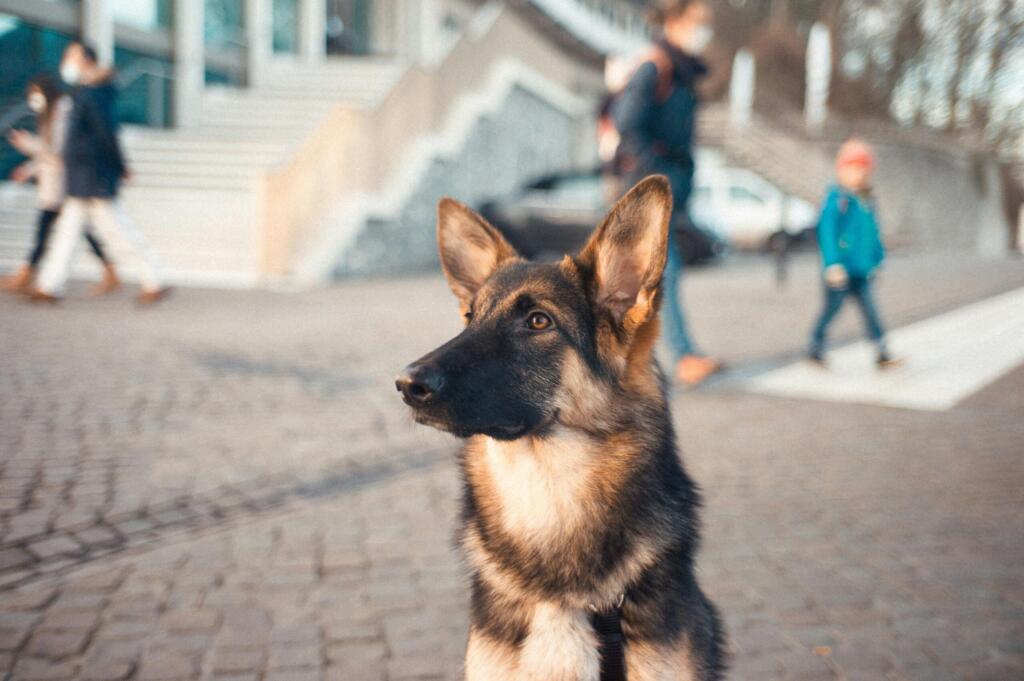 Schæferhund