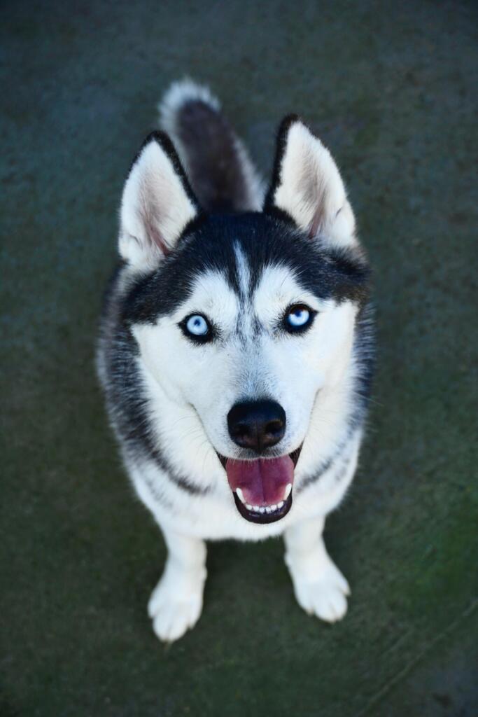 Siberian Husky 