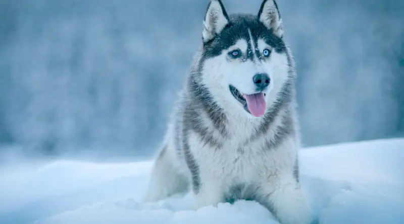Siberian Husky 