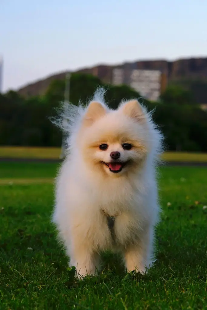 Pomeranian