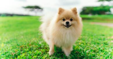 Pomeranian