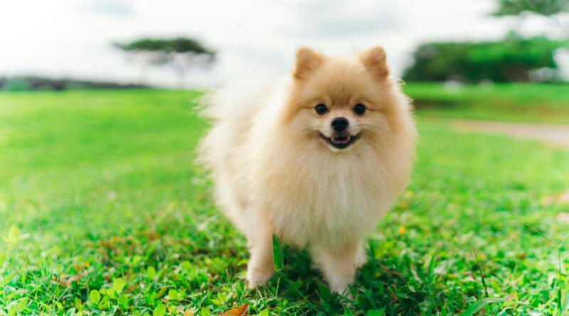Pomeranian